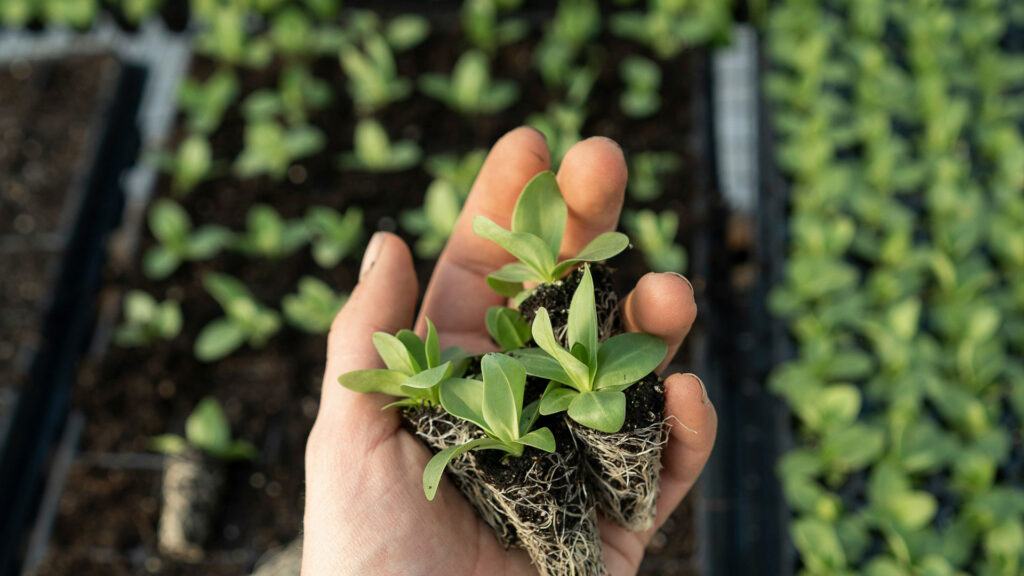 seedlings in hand - Verenovo